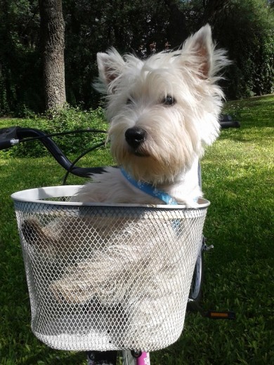 Napo en la bicicleta